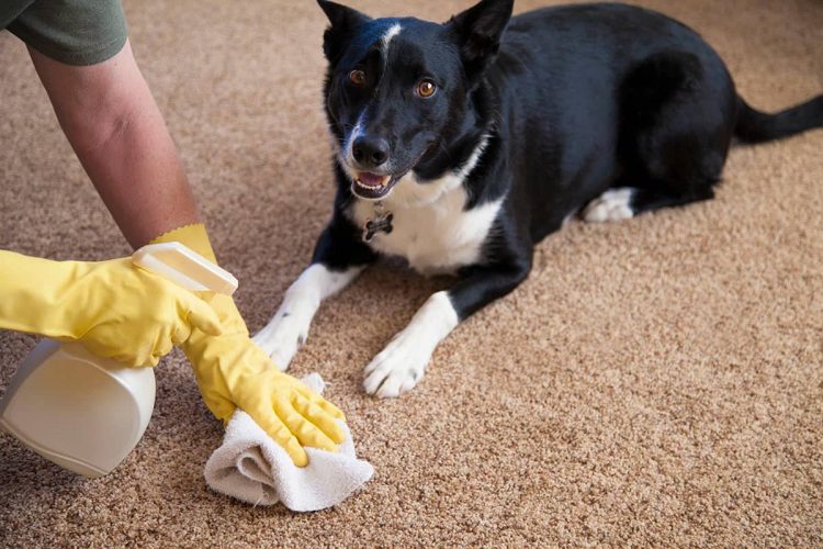 Cleaning a rug from pet stains.