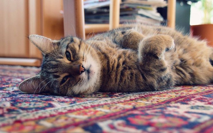 Cat laying on a pet-proof rug.
