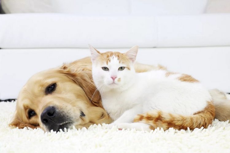 Removing pet fur from a rug is easier than you think.