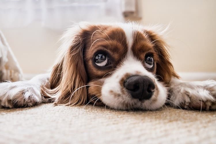 Remove pet odors from a rug with baking soda.
