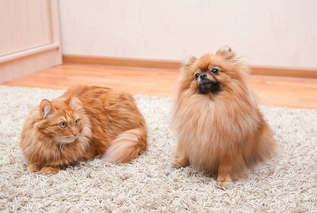 Best PetFriendly Rugs A Guide For Dogs & Cats Owners (2022)