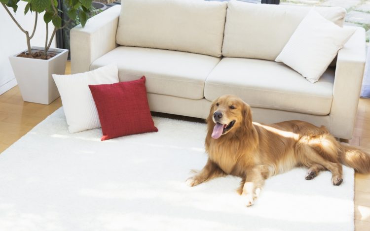 Dog laying on a pet-friendly rug.