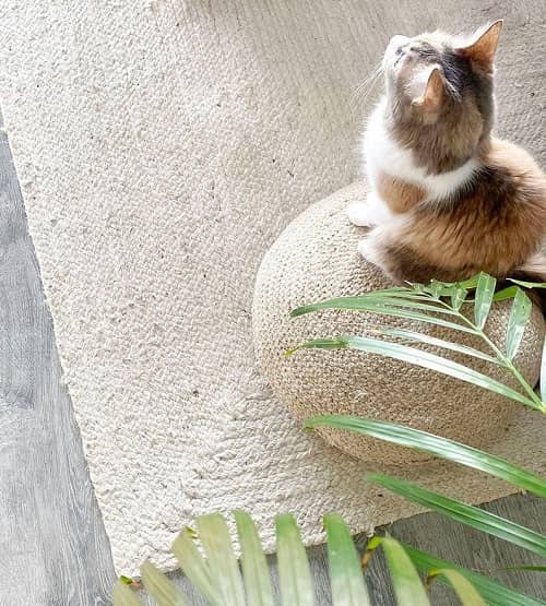 Pet-friendly jute rug.